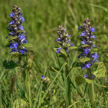 Lade das Bild in den Galerie-Viewer, Kriechender Günsel (Ajuga reptans)