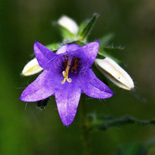 Lade das Bild in den Galerie-Viewer, Nesselblättrige Glockenblume - FuturePlanter