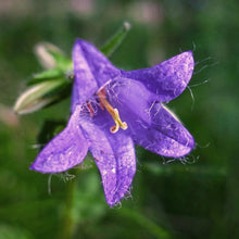 Lade das Bild in den Galerie-Viewer, Nesselblättrige Glockenblume (Campanula trachelium)