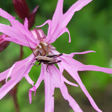 Lade das Bild in den Galerie-Viewer, Kuckucks-Lichtnelke (Silene flos-cuculi)