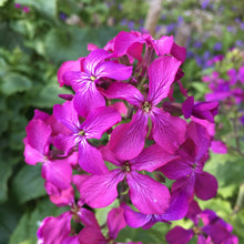 Lade das Bild in den Galerie-Viewer, Einjähriges Silberblatt (Lunaria annua)
