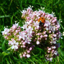 Lade das Bild in den Galerie-Viewer, Echter Baldrian (Valeriana officinalis)