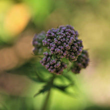 Lade das Bild in den Galerie-Viewer, Echter Baldrian (Valeriana officinalis)