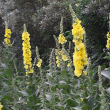 Lade das Bild in den Galerie-Viewer, Windblumen-Königskerze
