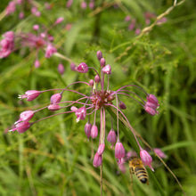 Lade das Bild in den Galerie-Viewer, Kiel-Lauch (Allium carinatum)
