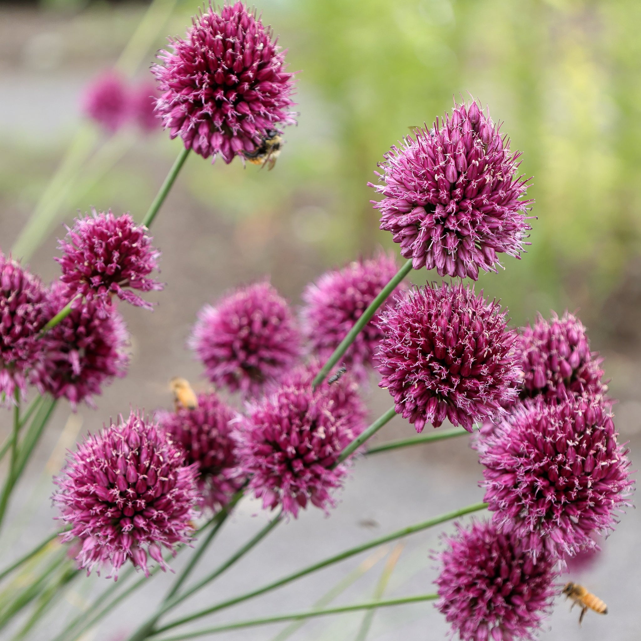 Allium Sphaerocephalon - Kugel-Lauch Zwiebeln Winterhart