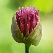 Lade das Bild in den Galerie-Viewer, Kugelköpfiger Lauch (Allium sphaerocephalon)
