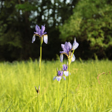 Lade das Bild in den Galerie-Viewer, Sibirische Schwertlilie (Iris sibirica)
