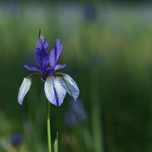 Lade das Bild in den Galerie-Viewer, Sibirische Schwertlilie (Iris sibirica)
