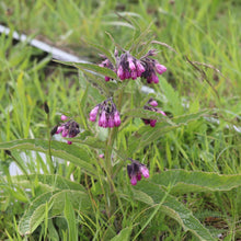 Lade das Bild in den Galerie-Viewer, Echte Wallwurz (Symphytum officinale)
