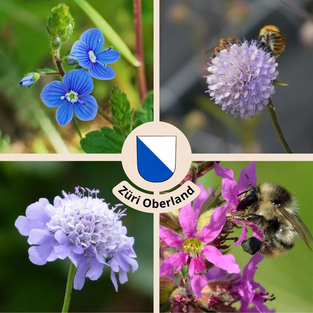 Züri Oberland - Schaffe ein Paradies für Insekten und geniesse eine bunte Blütenpracht mit unserem Wildstauden-Set!