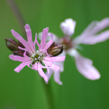 Lade das Bild in den Galerie-Viewer, Kuckucks-Lichtnelke (Silene flos-cuculi)
