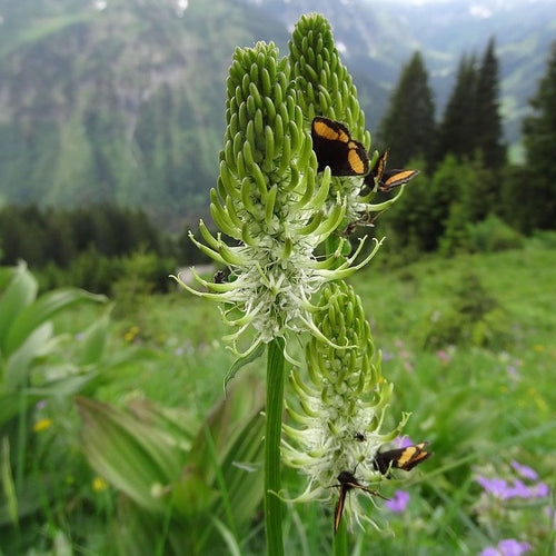 Ährige Rapunzel (Phyteuma spicatum)