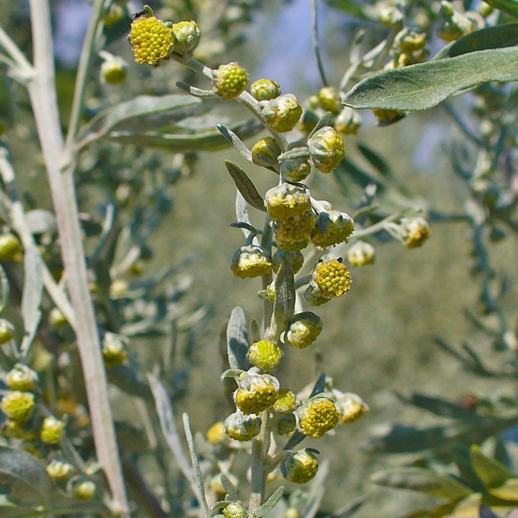 Echter Wermut (Artemisia absinthium)
