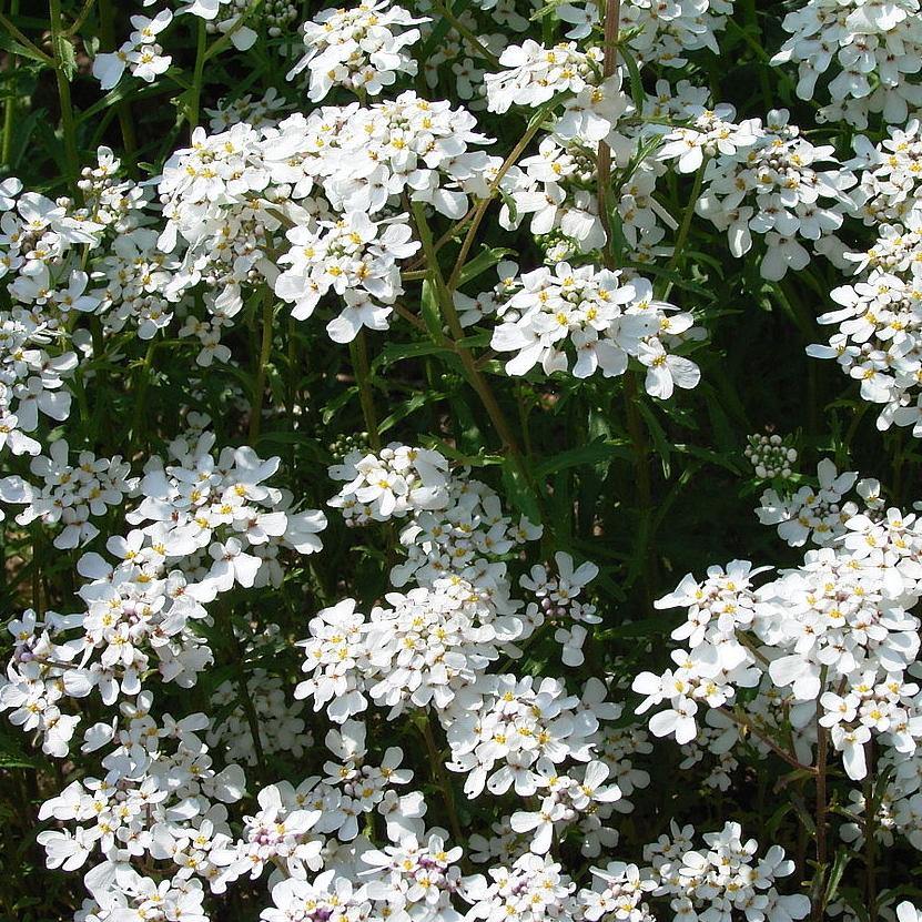 Bittere Schleifenblume (Iberis amara) – FuturePlanter