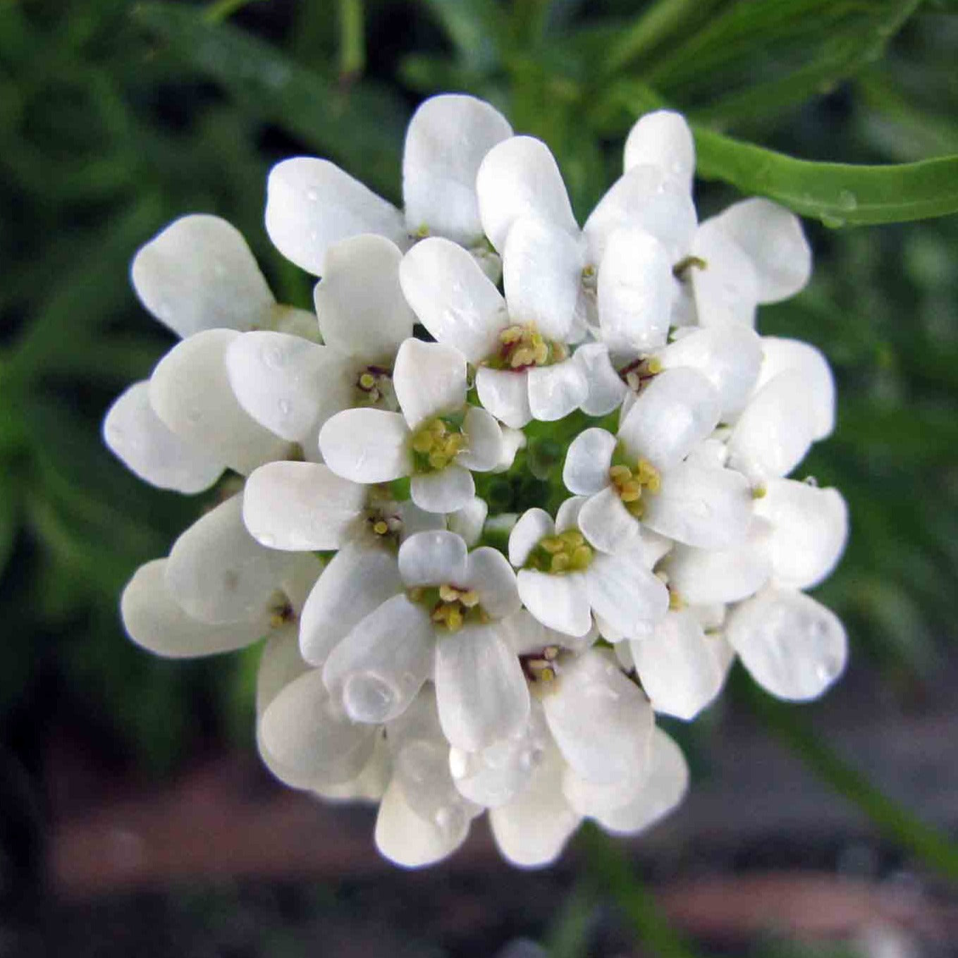 Bittere Schleifenblume (Iberis amara) FuturePlanter