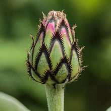 Lade das Bild in den Galerie-Viewer, Berg-Flockenblume (Centaurea montana)

