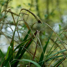Lade das Bild in den Galerie-Viewer, Hänge-Segge (Carex pendula)
