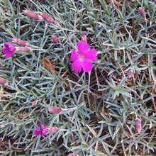 Lade das Bild in den Galerie-Viewer, Grenobler Nelke (Dianthus gratianopolitanus)
