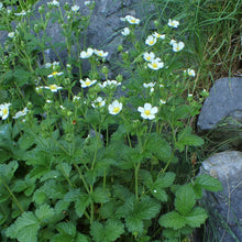 Lade das Bild in den Galerie-Viewer, Felsen-Fingerkraut (Potentilla rupestris)
