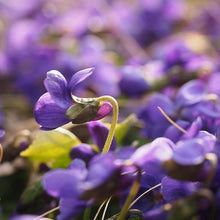 Lade das Bild in den Galerie-Viewer, Duft-Veilchen (Viola odorata)
