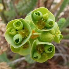 Lade das Bild in den Galerie-Viewer, Mandelblättrige Wolfsmilch (Euphorbia amygdaloides)
