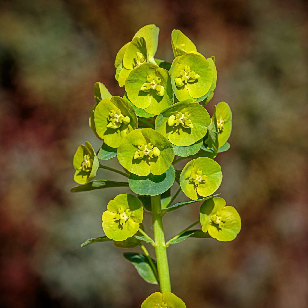Mandelblättrige Wolfsmilch (Euphorbia amygdaloides)