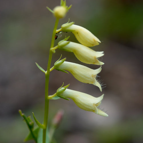 Gelber Fingerhut (Digitalis lutea)