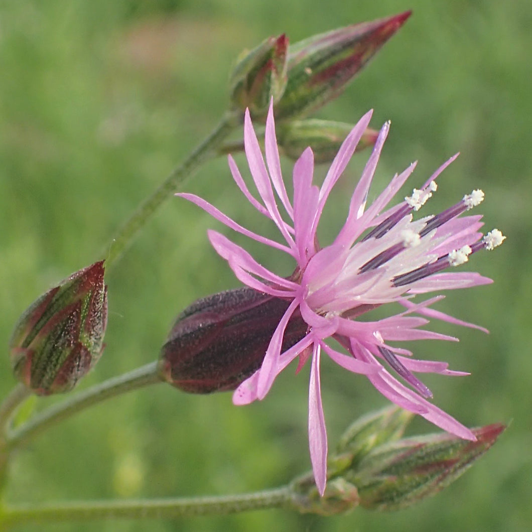 Gewöhnlicher Schlupfsamen (Crupina vulgaris)