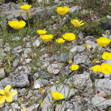 Lade das Bild in den Galerie-Viewer, Grasblättriger Hahnenfuss (Ranunculus gramineus)
