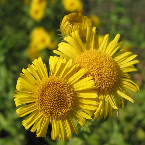 Grosses Flohkraut (Pulicaria dysenterica)