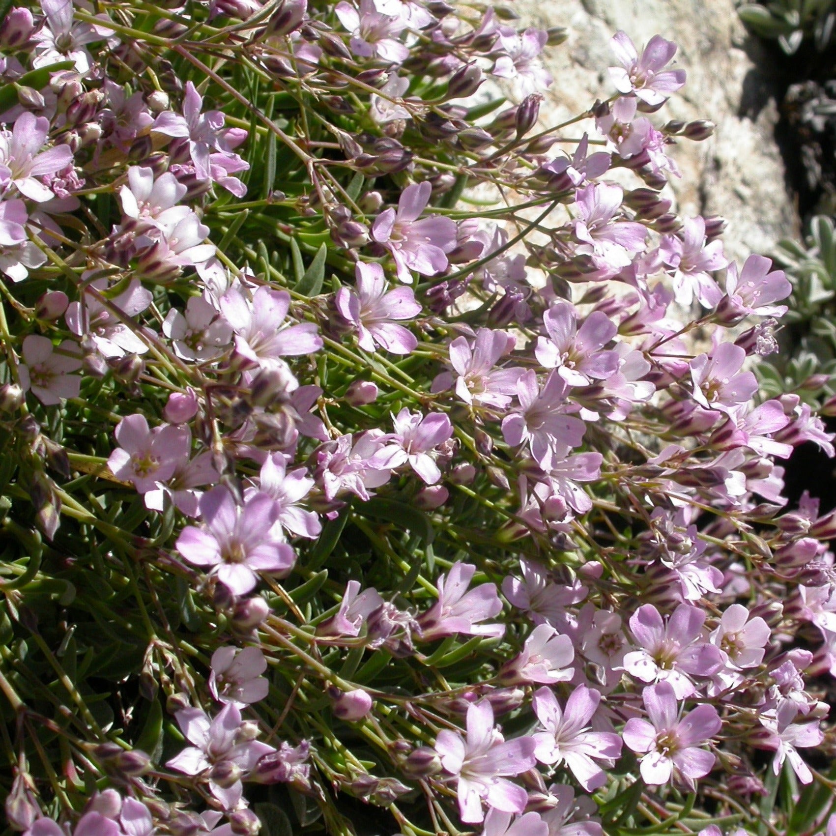 Kriechendes Gipskraut (Gypsophila repens) – FuturePlanter