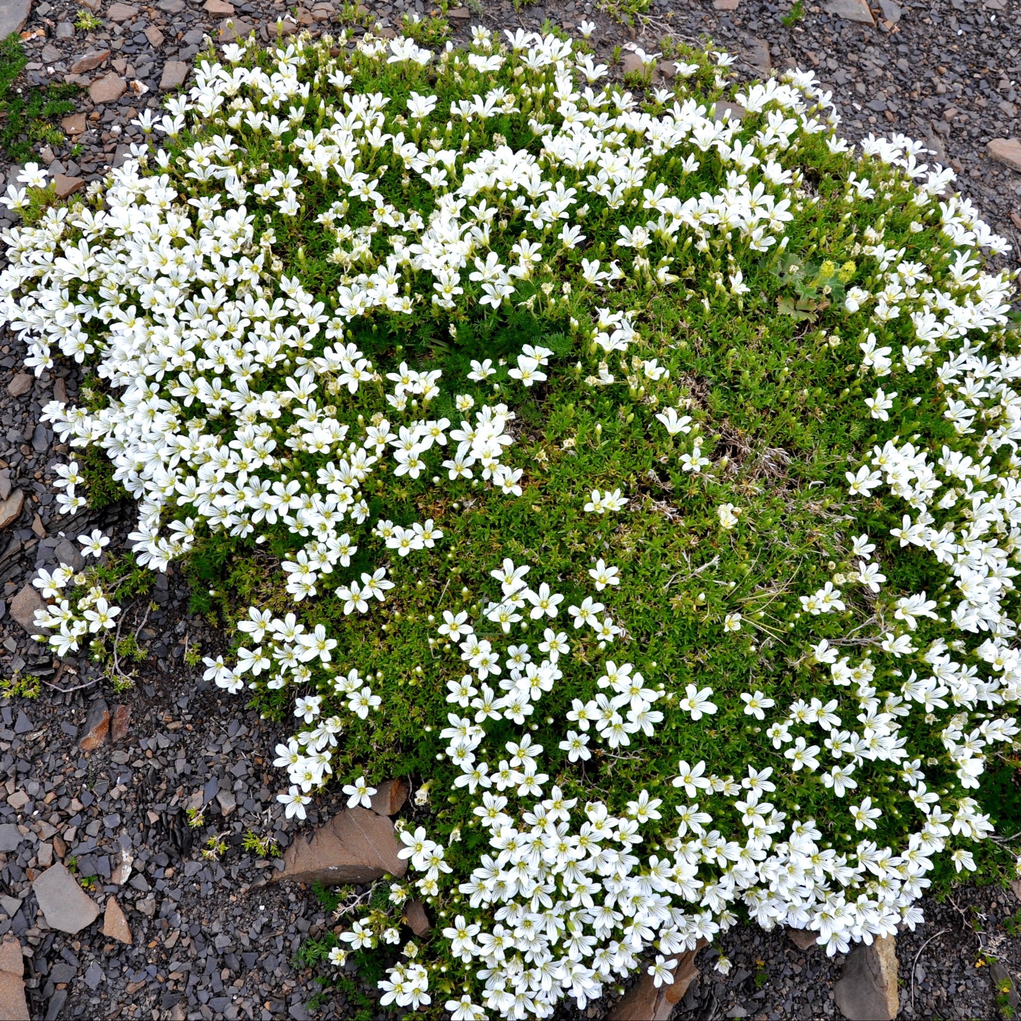 Kriechendes Gipskraut (Gypsophila repens)  FuturePlanter