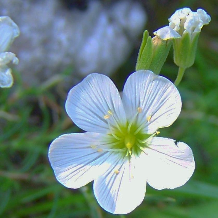 Kriechendes Gipskraut (Gypsophila repens) – FuturePlanter