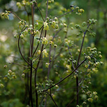 Lade das Bild in den Galerie-Viewer, Kleine Wiesenraute (Thalictrum minus)
