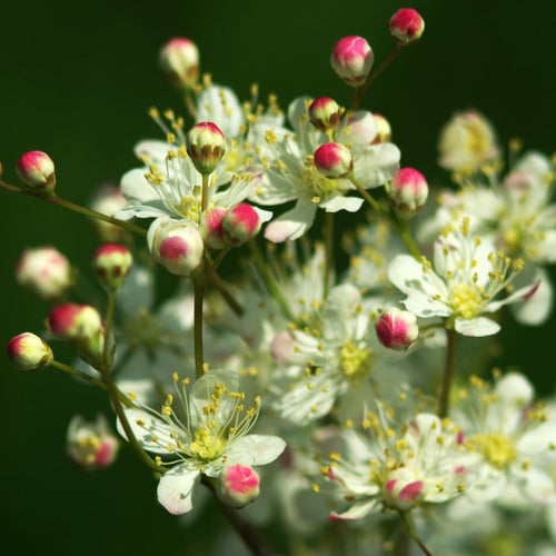 Kleines Mädesüss (Filipendula vulgaris)