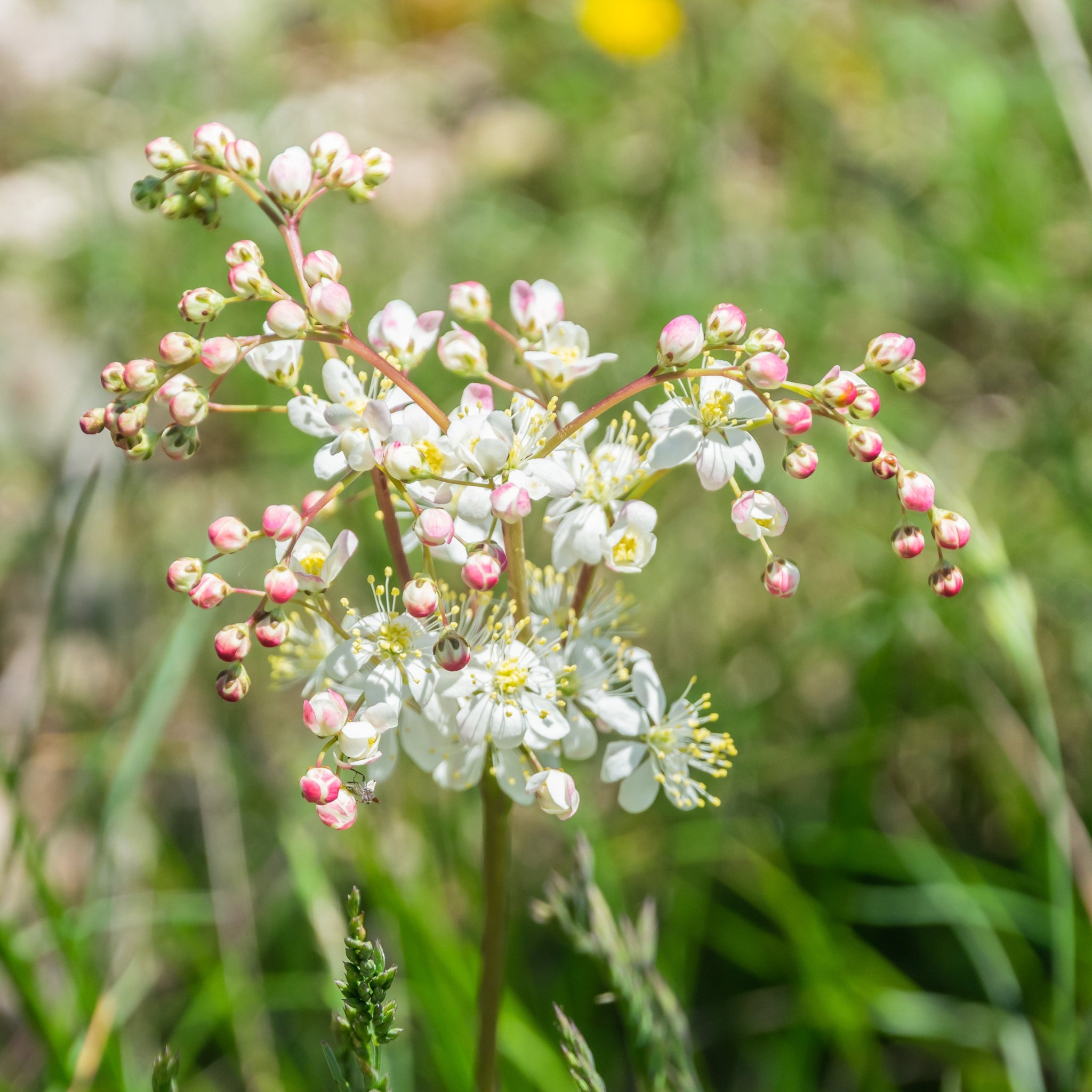 Filipendula Vulgaris | Produkt | Staudengärtnerei Gaißmayer