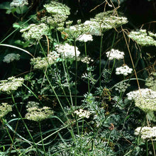Lade das Bild in den Galerie-Viewer, Kümmelblättrige Silge (Selinum carvifolia)
