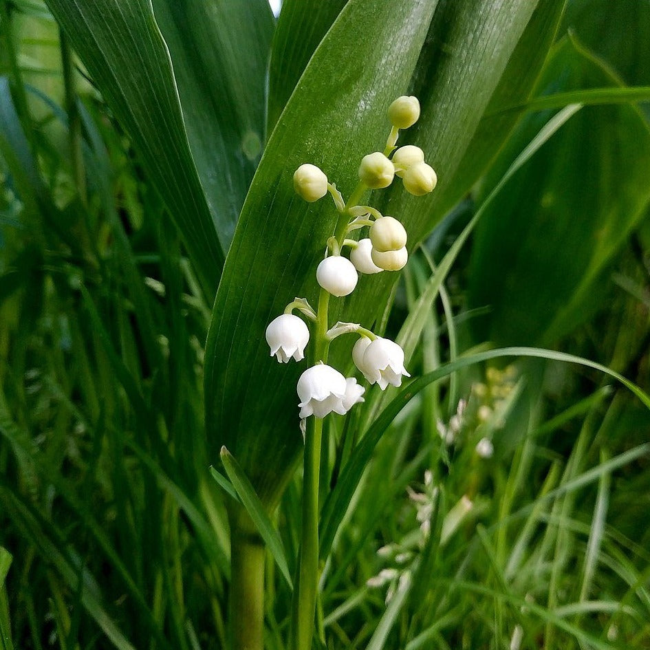 Maiglöckchen (Convallaria majalis)