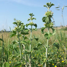 Lade das Bild in den Galerie-Viewer, Gewöhnlicher Andorn (Marrubium vulgare)
