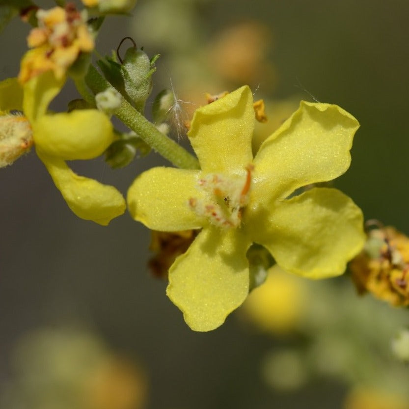 Mehlige Königskerze (Verbascum lychnitis)