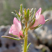 Lade das Bild in den Galerie-Viewer, Acker-Löwenmaul (Misopates orontium)
