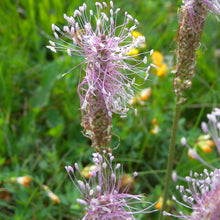 Lade das Bild in den Galerie-Viewer, Mittlerer Wegerich (Plantago media)
