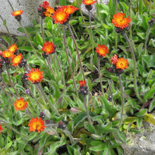 Lade das Bild in den Galerie-Viewer, Orangerotes Habichtskraut (Hieracium aurantiacum)
