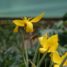 Lade das Bild in den Galerie-Viewer, Weinberg-Tulpe (Tulipa sylvestris)  Bio Blumenzwiebeln
