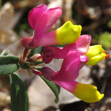 Lade das Bild in den Galerie-Viewer, Buchsblättrige Kreuzblume (Polygala chamaebuxus)
