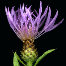 Lade das Bild in den Galerie-Viewer, Rispen-Flockenblume (Centaurea stoebe)
