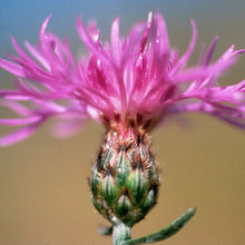 Lade das Bild in den Galerie-Viewer, Rispen-Flockenblume (Centaurea stoebe)
