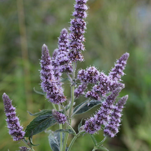 Ross-Minze (Mentha longifolia)