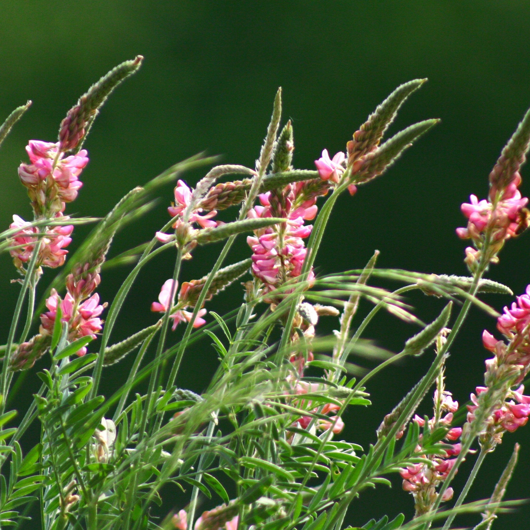 Saat-Esparsette (Onobrychis viciifolia) – FuturePlanter